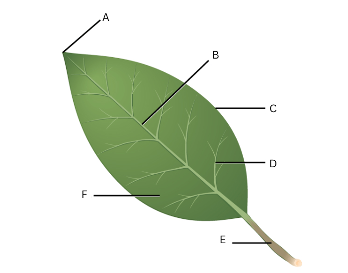 <ul><li><p>Label this diagram (6)</p></li></ul>