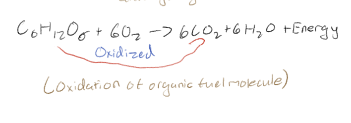 <p>Organic fuel molecules (sugar)</p>