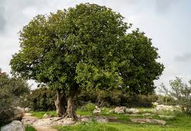 <p>Fabaceae</p>