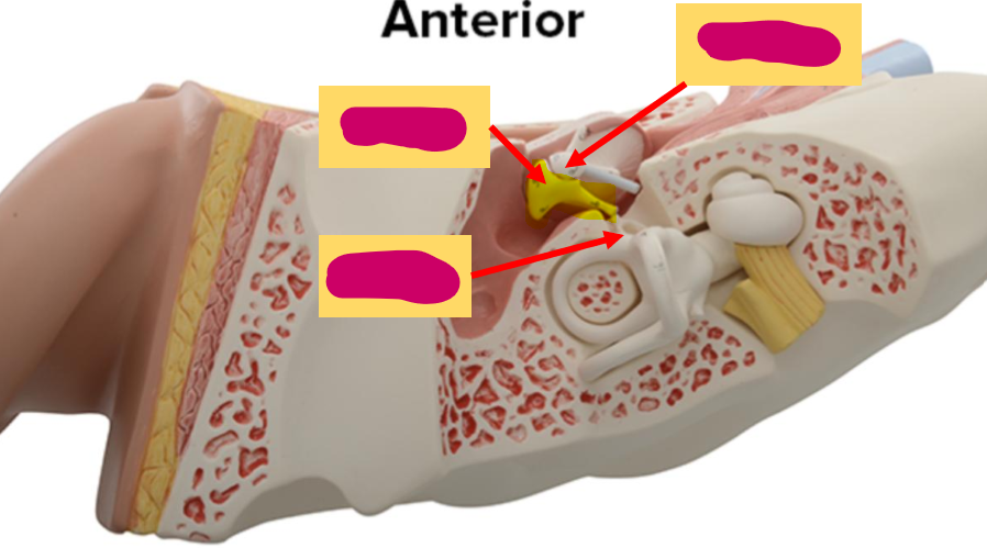 <p>What is the highlighted structure?</p>