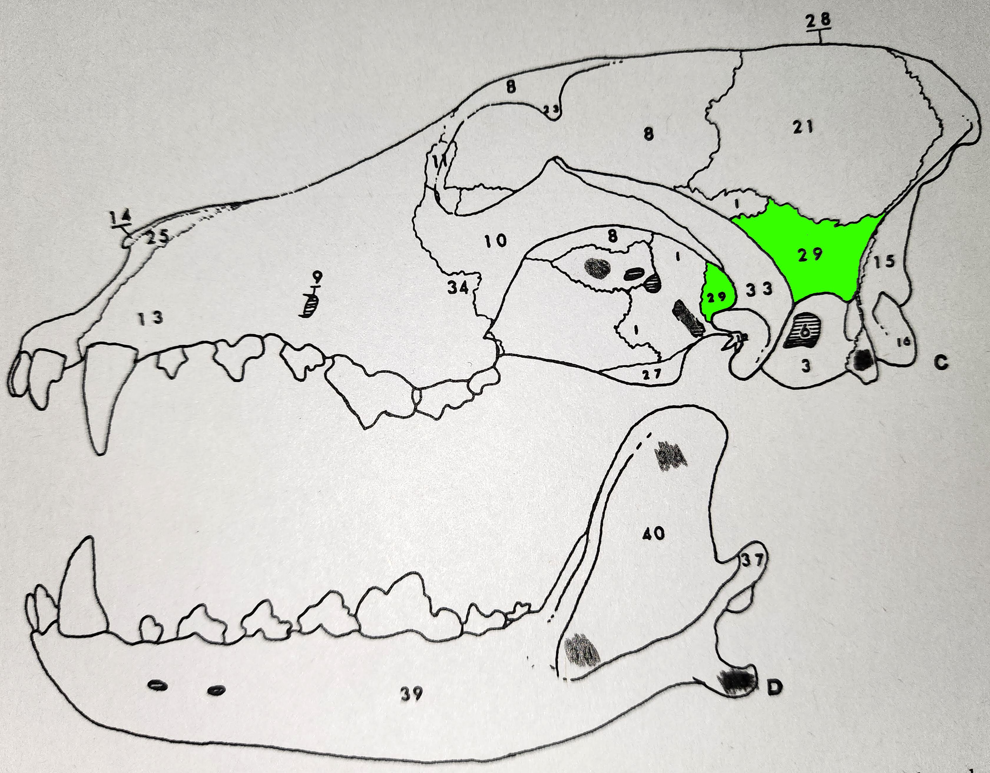 knowt flashcard image