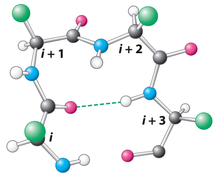 <ul><li><p>join 2 beta strands to form sheet</p></li><li><p>4 residue segment that allows peptide chain to turn 180 deg</p></li><li><p>can be found on surface of globular proteins, connect secondary structures</p></li><li><p>H-bonds form btwn carbonyl O and amine H</p></li><li><p>Pro (P) is common at position 2 </p></li><li><p>Gly (G), Asn (N), Ser (S) also seen frequently in turns (N and S have good modifications which make them more common)</p></li></ul>
