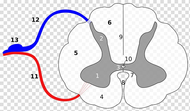 <p>light area</p>