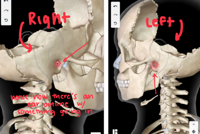 <p>This is an<strong> OPENING IN THE EAR</strong> that <strong>LEADS TO INSIDE THE BODY</strong></p>