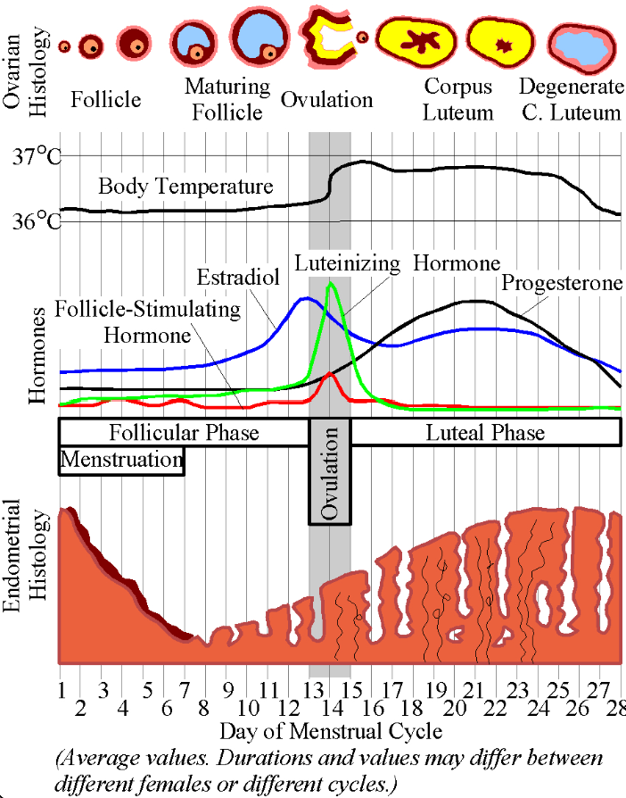 <p>The menstrual cycle typically lasts about <strong>28 days</strong> (21-31) and consists of several phases:</p><ol><li><p><strong><mark data-color="red" style="background-color: red; color: inherit">Follicular Phase</mark></strong><mark data-color="red" style="background-color: red; color: inherit"> </mark>(days 0‑14)</p><ul><li><p><strong>FSH stimulates follicle growth</strong>; <strong>estrogen levels</strong> rise as follicles mature.</p></li><li><p>Pulsatile GnRH drives modest FSH and LH.</p></li><li><p>FSH stimulates a cohort of follicles</p></li><li><p>Rising estradiol from the dominant follicle <em>negatively</em> feeds back on FSH but primes the pituitary</p></li></ul></li><li><p><strong><mark data-color="red" style="background-color: red; color: inherit">Ovulatory Phase</mark></strong><mark data-color="red" style="background-color: red; color: inherit">:</mark></p><ul><li><p>A<strong> surge in LH triggers ovulation</strong>, releasing a <strong>secondary oocyte.</strong></p></li><li><p>Sustained high estradiol flips to <em>positive</em> feedback, triggering a sharp LH (and lesser FSH) surge that induces ovulation 36 h later</p></li></ul></li><li><p><strong><mark data-color="red" style="background-color: red; color: inherit">Luteal Phase</mark></strong><mark data-color="red" style="background-color: red; color: inherit"> </mark>(days 14‑28)</p><ul><li><p>The <strong>corpus luteum</strong> forms from the ruptured follicle, <strong>secreting progesterone and estrogen</strong>.</p></li><li><p>If fertilization does not occur, hormone levels drop, leading to menstruation.</p></li><li><p><strong><mark data-color="red" style="background-color: red; color: inherit">Corpus luteum secretes progesterone ± estradiol; these suppress GnRH/FSH/LH.</mark></strong></p></li><li><p><strong>Without hCG, luteolysis lowers progesterone → endometrial shedding and GnRH pulses rise, starting a new cycle.</strong></p></li></ul></li></ol><p><strong>Menstrual bleeding 3-8 days (usually 4-5 days) </strong></p>