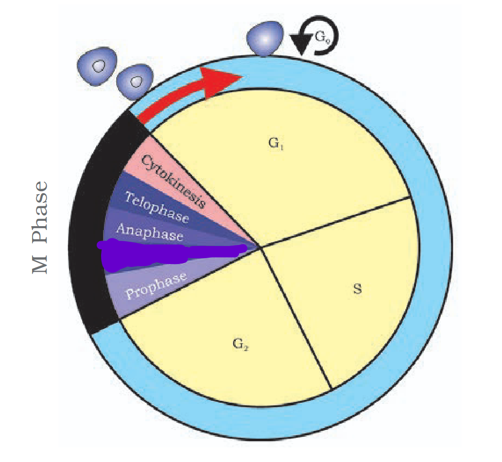 <p>What is the censored part termed?</p>