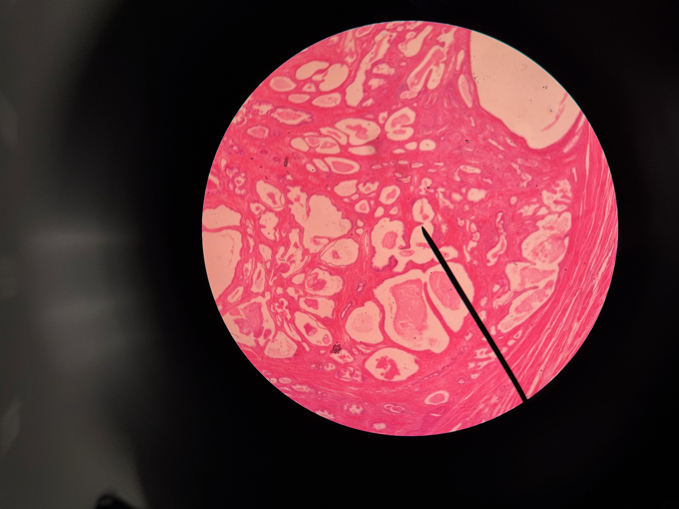 <p>Organ?</p><p>Structure that is important?</p>