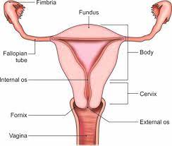 parts of the uterus
