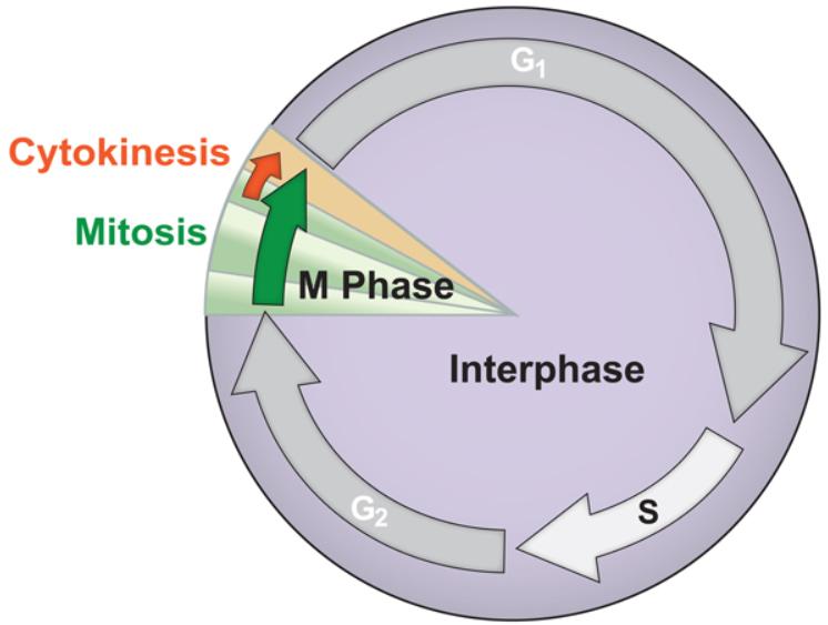 <p>This stage occupies most of the cells life cycle (90%). The stage of growth and metabolic activity. During this phase, the cell carries out its regular metabolic functions and prepares for its next division. There are three phases of this phase: G1, S, and G2. </p>