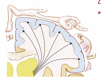 <p>Neighboring areas of skin project to neighboring cells in cortex, so S1 is a map of the contralateral body surface</p><ul><li><p>map is distorted, as areas of high sensitivity and acuity (such as hands and lips) get a lot of cortical space, just as the foveas do in the visual system</p></li></ul><p></p>
