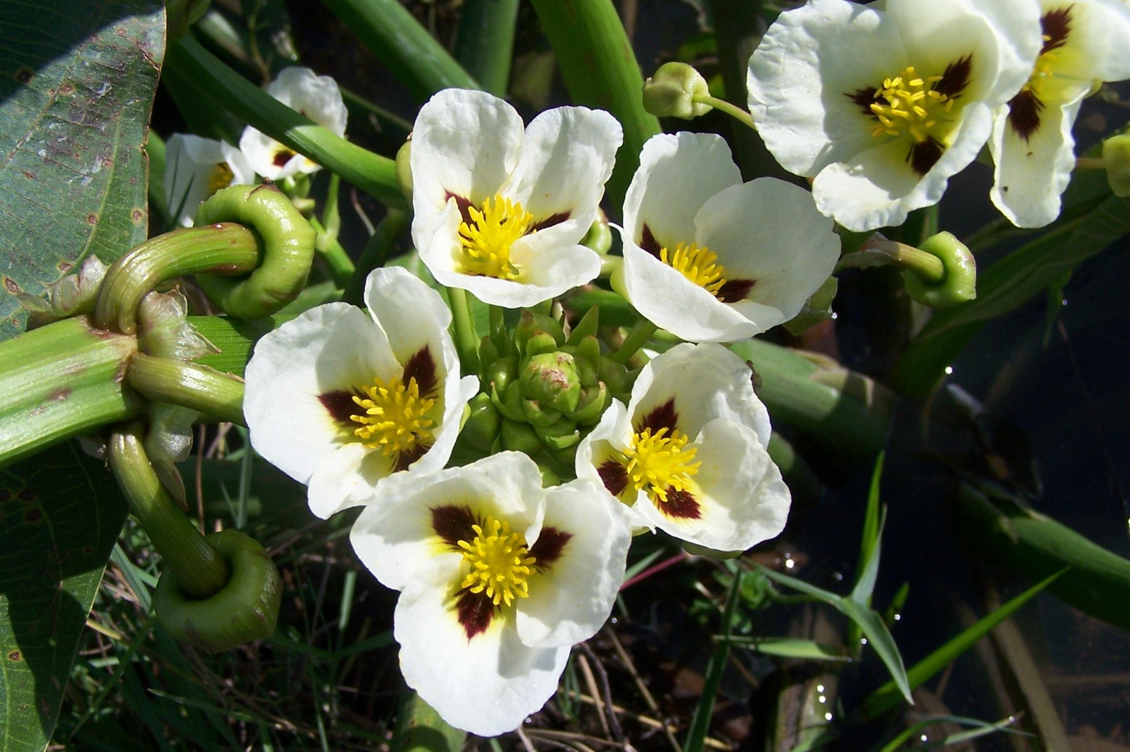 <p>What family does this plant belong to?</p>