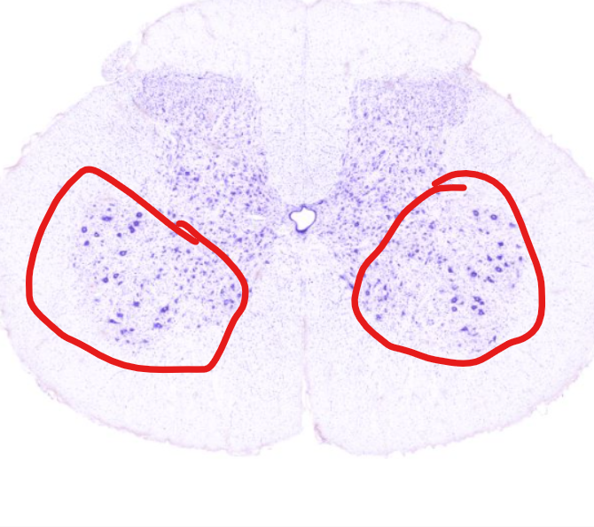 <p>(structure)</p>