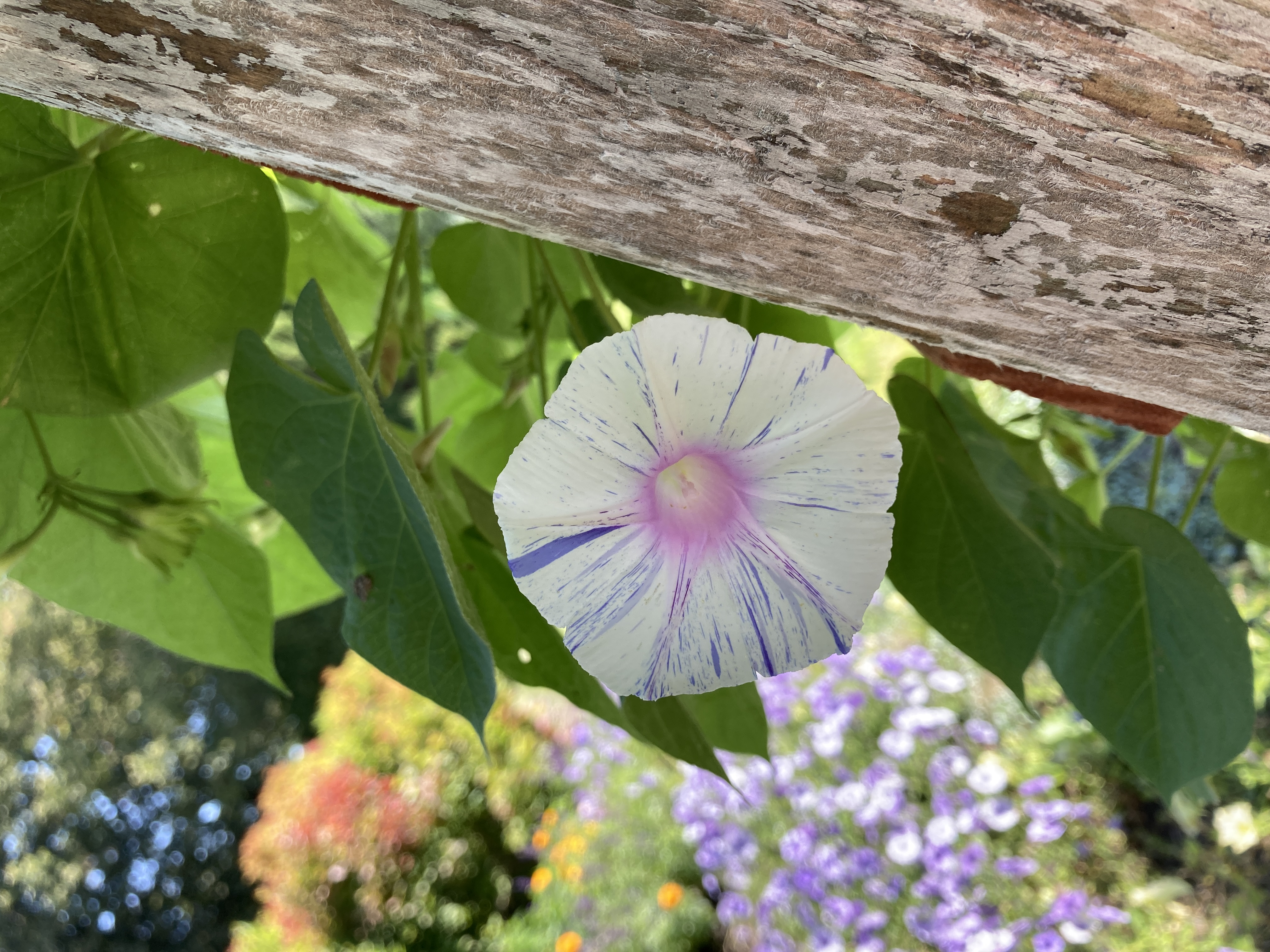 <p>Heart Shaped Leaves</p>