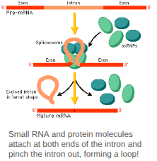 <p>An enzyme complex made up of protein and small RNAs. It does the cutting and gluing back together of the pre-mRNA to make it mature.</p>