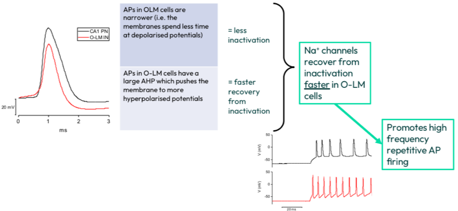 <ol><li><p>Time→ it takes time for channels to go from inactivated to closed, channels will open proportionally to time since the first stimulus</p></li><li><p>Voltage→ depends on voltage steps , the more hyper-polarised the membrane between pulses, the larger the second pulse </p></li></ol><p></p>