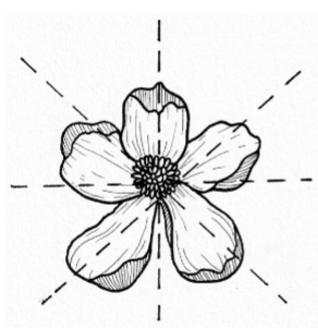 <p>Actinomorphic</p>