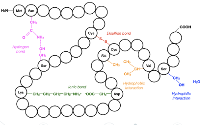 <p>the overall 3D folding pattern of a complete polypeptide chain determined by interactions between amino acid R-groups of the polypeptide chian, deciding it’s function. Molecular forces between R groups include:</p><ul><li><p>hydrogen bonds between polar R groups</p></li><li><p>ionic bonds between charged R gorups</p></li><li><p>disulfide covalent bonds/bridges between cyteine amino acids</p></li><li><p> hydrophobic interactions between nonpolar R-groups</p></li></ul><p></p>