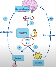 <p>GnRH (Gonadotropin-Releasing Hormone) is first produced by the Hypothalamus of the brain.<br>The Hypothalamus sends GnRH to the anterior pituitary gland, and this stimulates the pituitary gland to produce FSH and LH, which will in turn, stimulate the ovaries and testes to produce testosterone, progesterone, eggs, and sperm.</p>