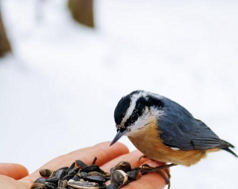 <ul><li><p>cling to trees, moving up, down and around trunk and branches gleaning insects out of bark and cones</p></li></ul><ul><li><p>male and female forage together, chatting</p></li><li><p>nest in conifer tree cavities</p></li></ul><p></p>