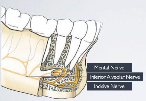 <p>inferior alveolar n.</p>