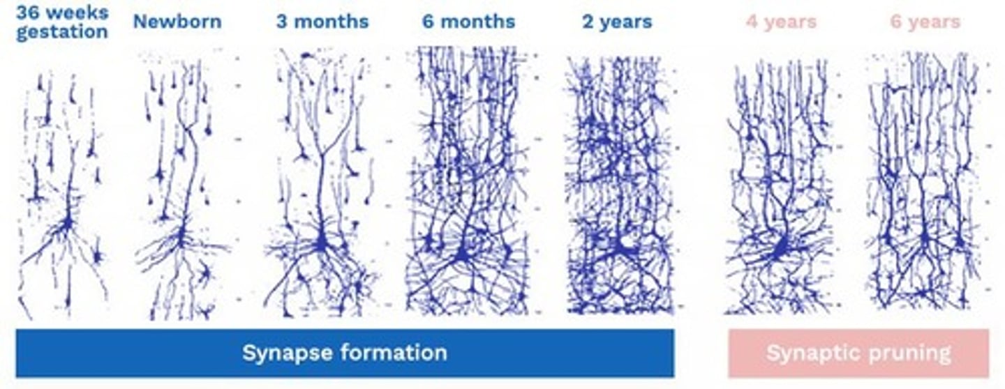 <p>1. Myelinated axons form synapses with other neurons. 2. Synaptic connections are refined over time to preserve important connections.</p>