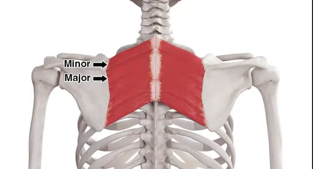 <p>Action: Scapular retraction, downward rotation</p><p>Origin: T2-5 spinous process</p><p>Insertion: Medial border of scapula</p><p>Innervation: Dorsal scapular nerve (C5)</p>