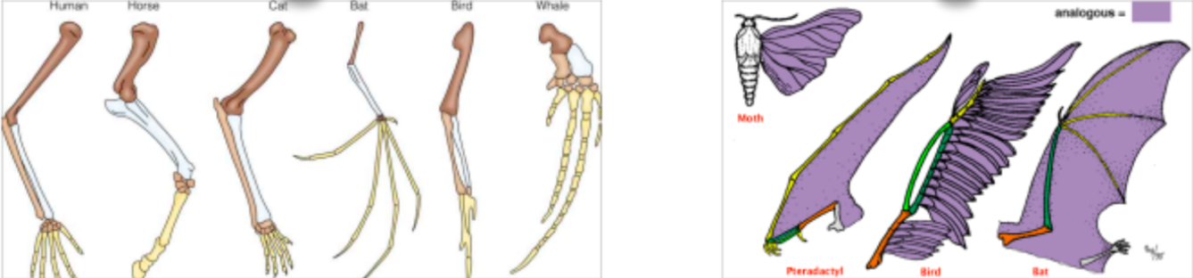 <blockquote><p><strong><span style="color: red">Homologous Structures</span></strong> - structures that have similar structural elements and origin but may have a different function</p><ul><li><p>e.g. wings on bats vs. forearms of humans vs. flippers on whales</p></li></ul><p><strong><span style="color: purple">Analogous Structures</span></strong> - structures that do not have a common origin but perform similar functions</p><ul><li><p>e.g. wings on bats vs. birds</p></li></ul></blockquote>
