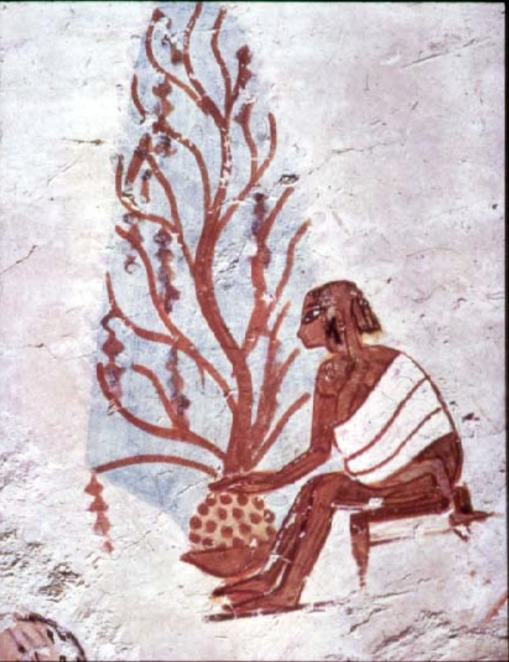 term image