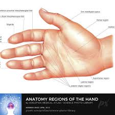 <p><span><span>refers to the fingers and toes (digits)</span></span></p>