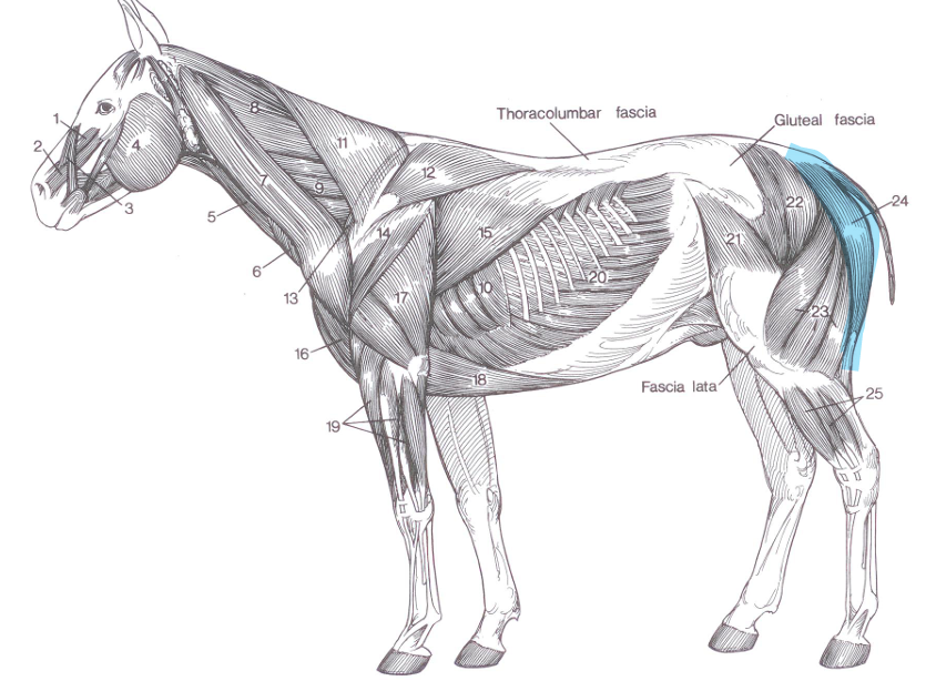 <p>Name of highlighted muscle?</p>