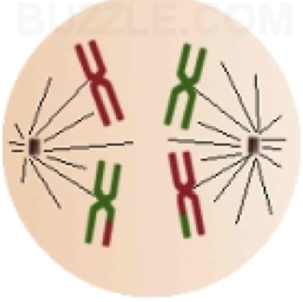 <p>meiosis one, anaphase</p>