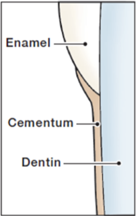 <p>Three Arrangements of Cementum to Enamel (OMG):</p>