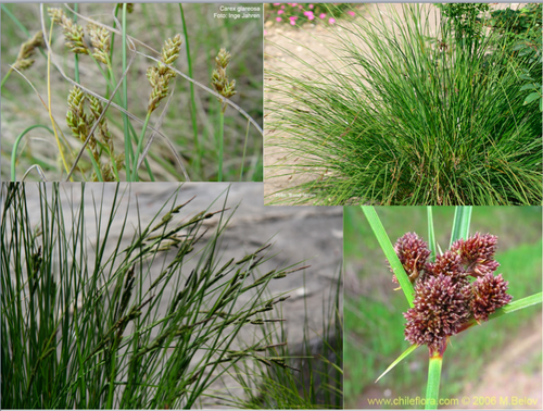 Family: Cyperaceae 
Common: sedge 
Range: Native 
Habitat: Hydric-mesic, depends on species 
Bark: N/a
Persistence: Perenial 
Leaves: Simple & alternate, M (or W) or triangular shaped culms 
Other: Monocot plant, achene fruit, largest genus of seed plants in U.S.