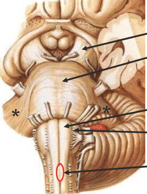 <p>Midbrain: cerebral peduncles </p><p>Pons: basilar pons </p><ul><li><p>*middle cerebellar peduncle </p></li></ul><p>Medulla: pyramids </p><ul><li><p>Olives</p></li><li><p>(pyramidal/motor decussation) </p></li></ul><p></p>