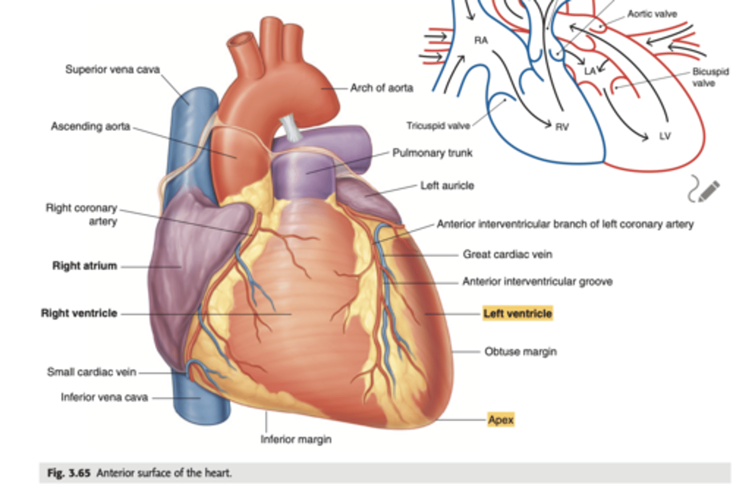 <p>. Point to left side, downwards.</p><p>. At the level of the 5th intercostal space (we will auscultate the apex of the left ventricle)</p><p>APEX: HIGHEST POINT, VERTEX.</p>