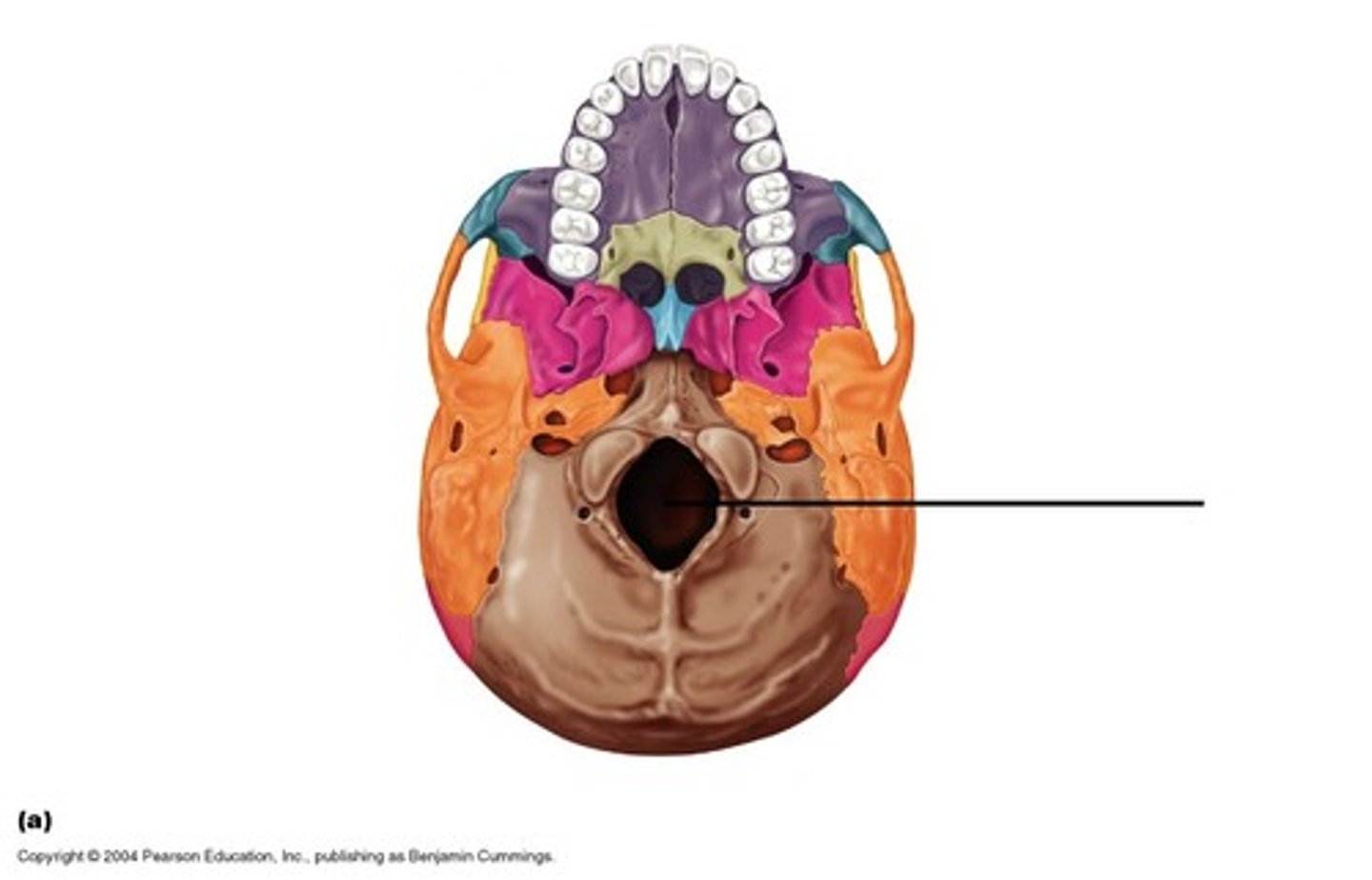 <p>A large opening at the base of the skull through which the brain connects to the spinal cord.</p>