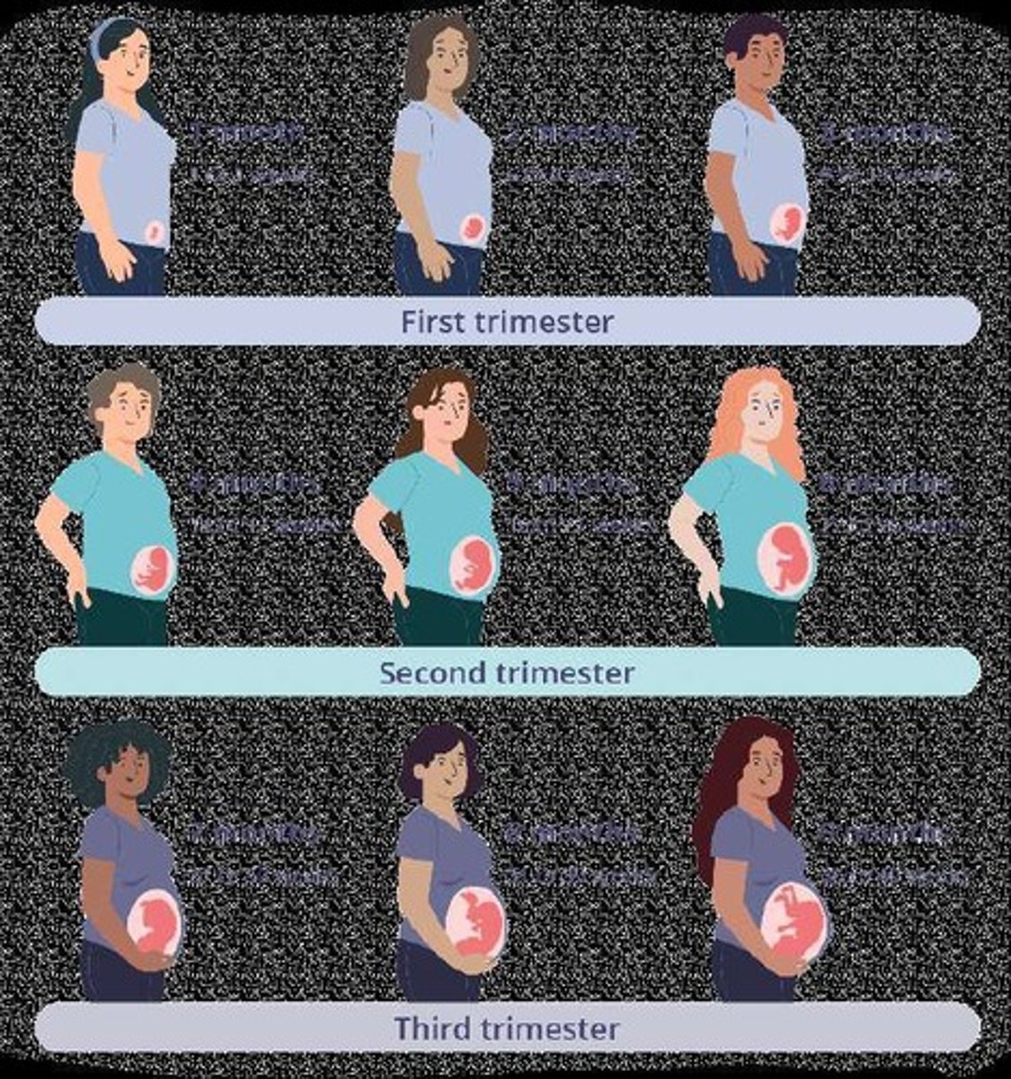 <p>The first trimester involves organogenesis, the second trimester involves growth and movement, and the third trimester involves rapid growth and brain development.</p>