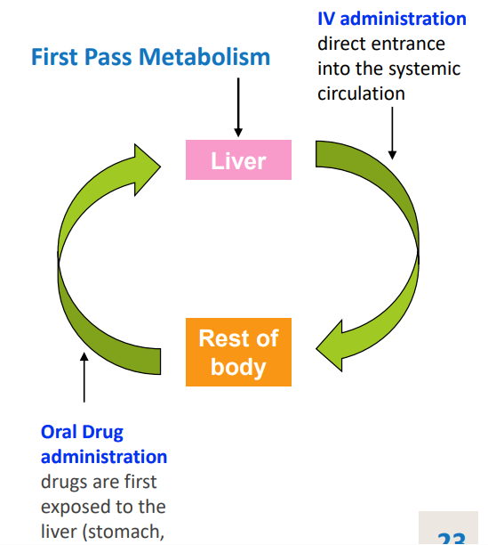 <p>in the liver (and often kidneys) before entering circulation via absorption from stomach and duodenum</p><p>can greatly limit the system availability of the drug </p>