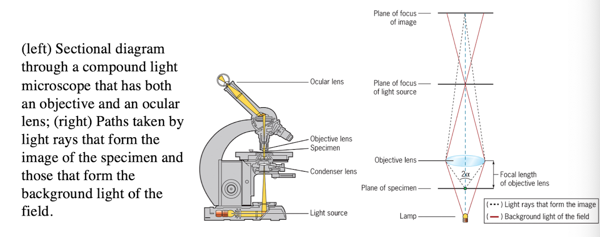 <p>uses refraction of light rays to magnify an object</p>
