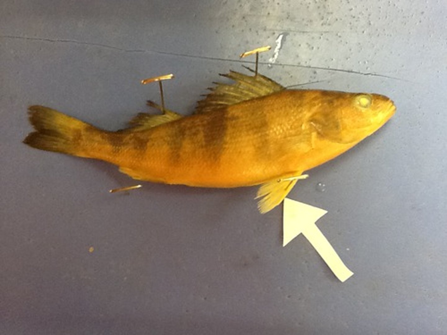 <p>Paired fins (ventral-posterior) for steering, braking and moving up, down or backwards</p>