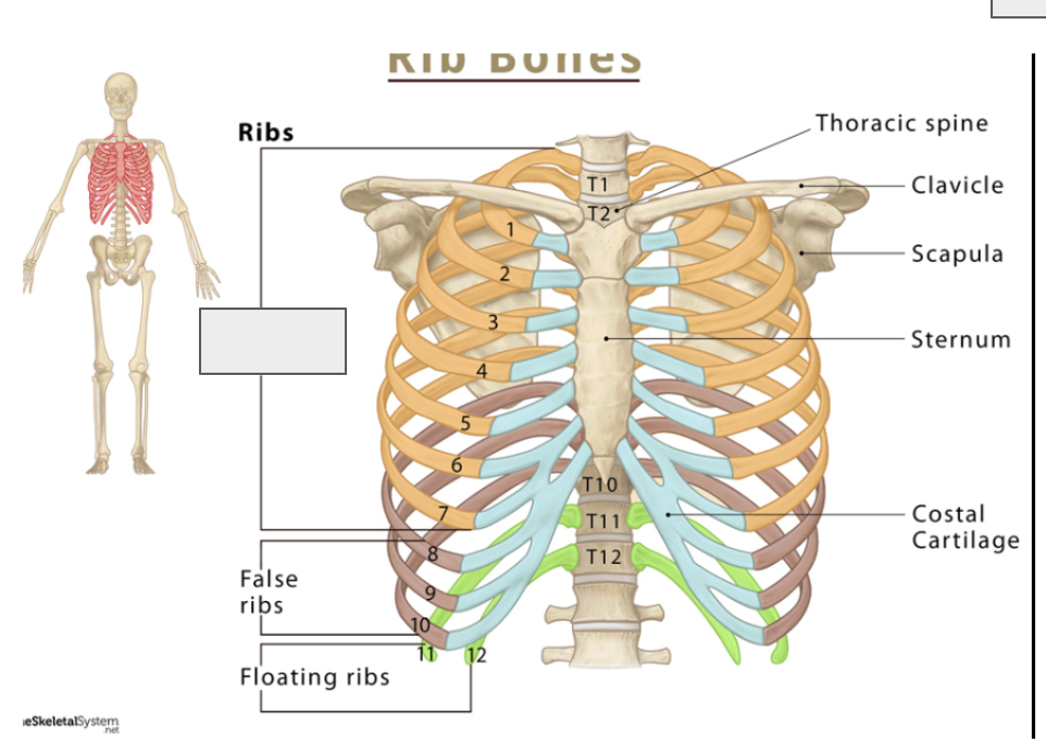 <p>Name the covered bones</p>