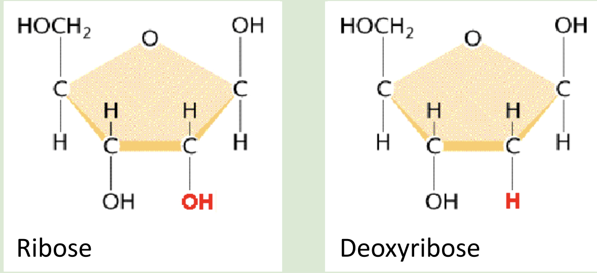 <p>ribose → OH</p><p>THE 2nd CARBON FROM THE O IS BONDED TO OXYGEN (OH)</p><p>deoxyribose → H</p><p>THE 2nd CARBON FROM THE O IS NOT BONDED TO OXYGEN (just H)</p><p></p>