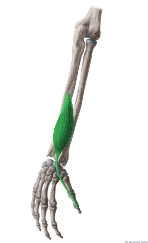 <p>What is this muscle called?</p>