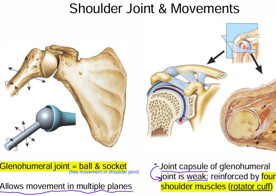 <p>Ball & socket </p><p>Allows free movement in shoulder joint</p>