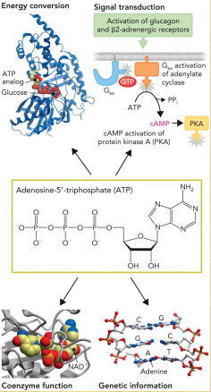 <ul><li><p>Energy currency of metabolic pathways</p></li><li><p>cAMP from ATP is one of the second messengers in cellular signal</p></li></ul><p></p>