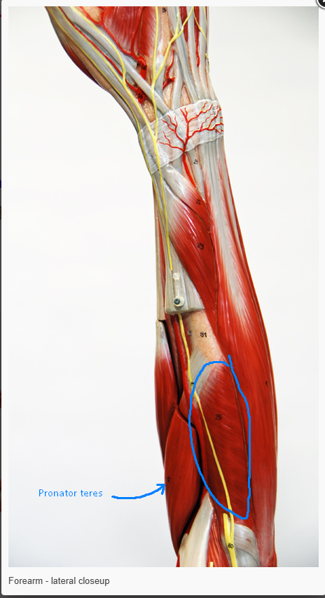 <p>what is the action of the muscle circled&nbsp;</p>