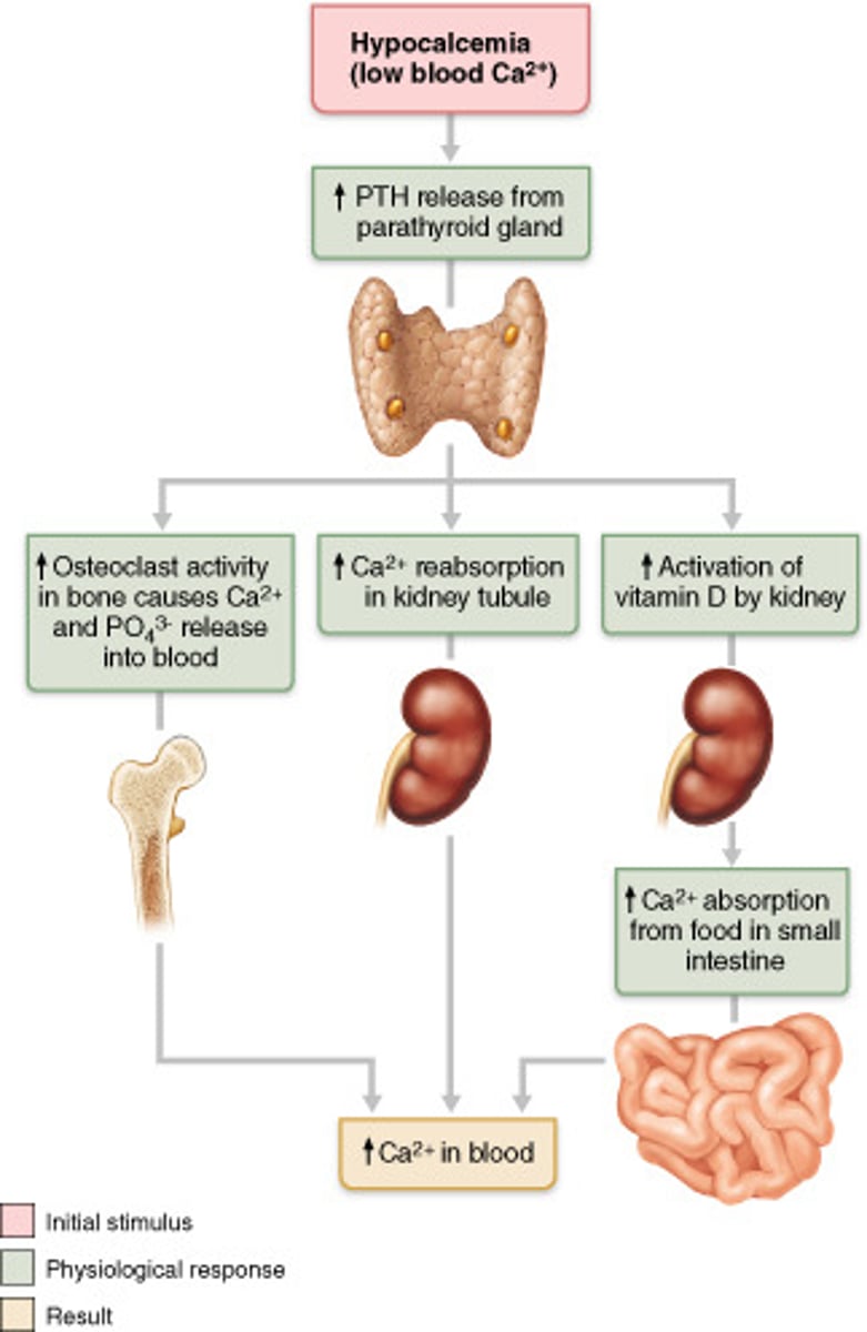 <p>1. Free low blood calcium</p><p>2. Parathyroid hormone (PTH) secreted from parathyroid gland</p><p>3. PTH induces hydroxylase in kidneys</p><p>4. Hydroxylase activates calcitriol</p><p>5. Calcitriol stimulates synthesis of calcium-binding proteins</p><p>6. Calcium-binding proteins increase calcium absorption and decrease calcium excretion</p>