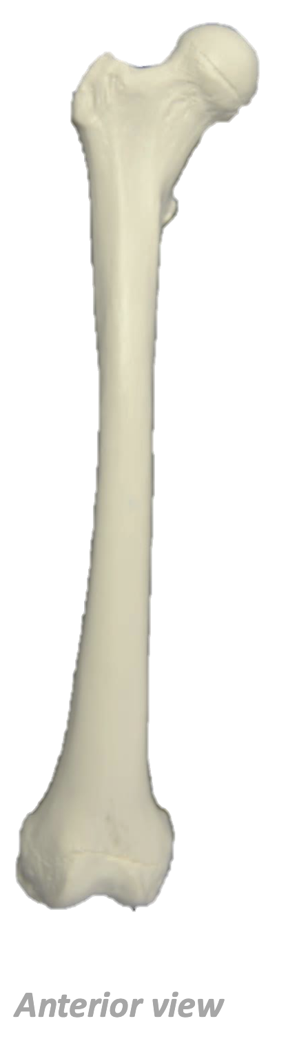 <p>What Bone Is This?</p>