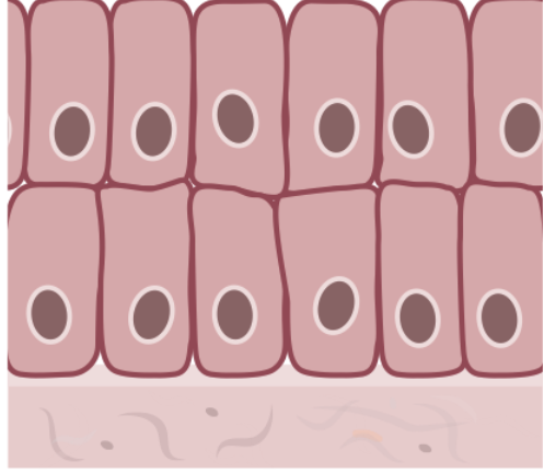 <ul><li><p>tall cells, more than one layer</p></li><li><p>secretes and protects</p></li></ul><p></p>