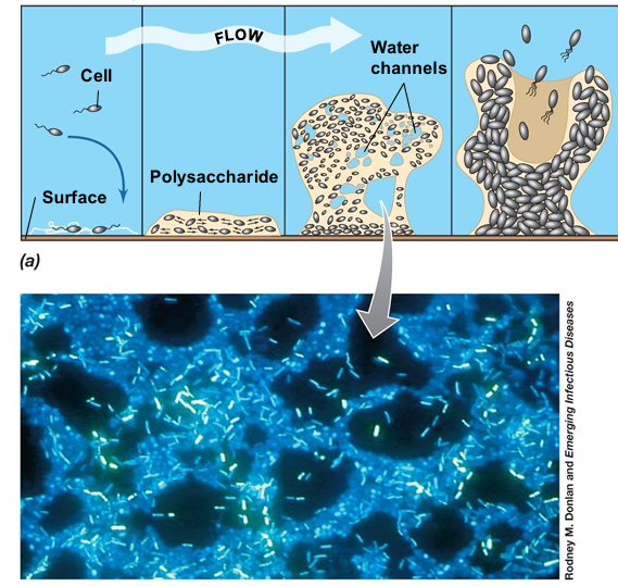 What happens after attachment in biofilm formation?